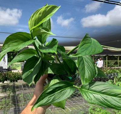 6" Monstera Lechleriana